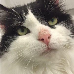 Meet your Posher, Taylor