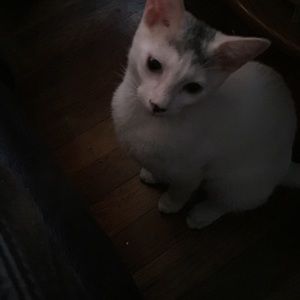 Meet your Posher, Steve