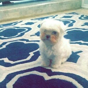 Meet your Posher, Dania