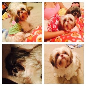 Meet your Posher, Dawn