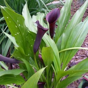 Meet your Posher, Jo