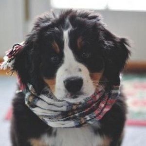 Meet your Posher, Kristi