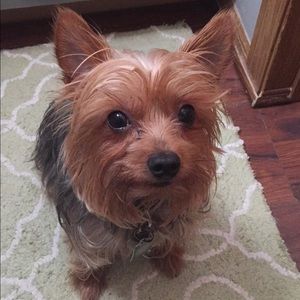 Meet your Posher, Abby