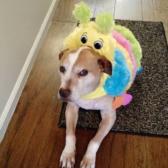 Meet your Posher, Katie - Picture 1 of 1