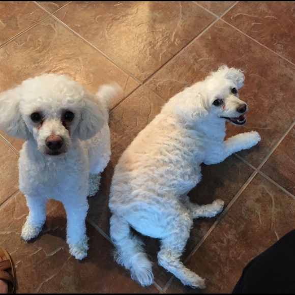 Meet The Posher - Picture 3 of 4