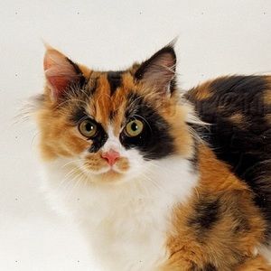 Meet your Posher, Terra