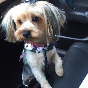 Meet your Posher, Sierra