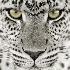 Meet your Posher, Jody