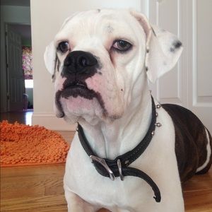 Meet your Posher, Noel