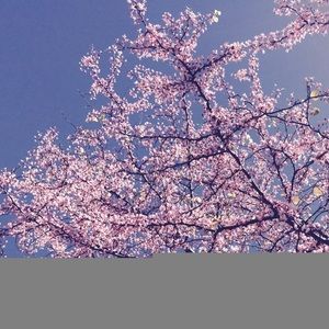 Meet your Posher, Betty