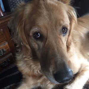 Meet your Posher, Laurie