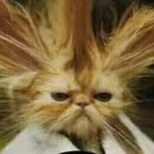 Meet your Posher, Janna