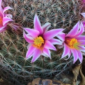 Meet your Posher, Serena