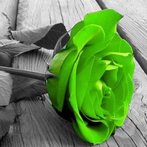 Meet your Posher, Alana