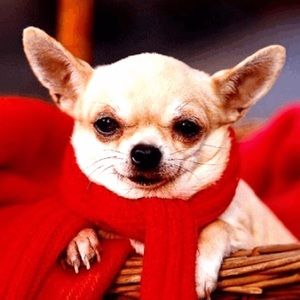 Meet your Posher, Carol