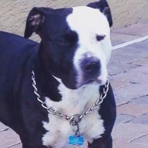 Meet your Posher, Angel