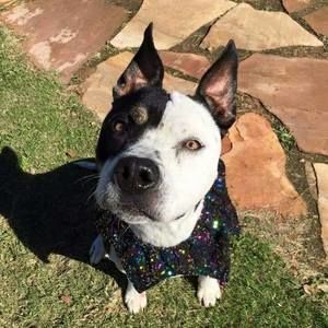 Meet your Posher, Cleo