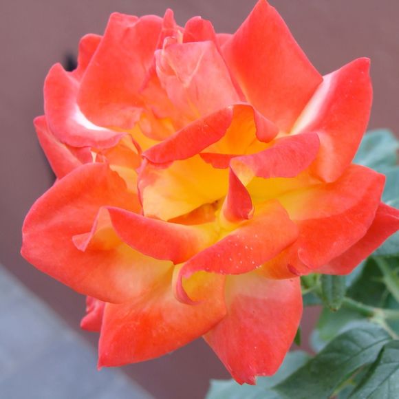 Meet your Posher, Therese - Picture 1 of 1