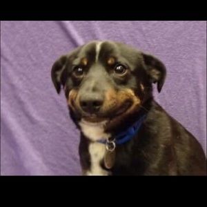 Meet your Posher, Ally