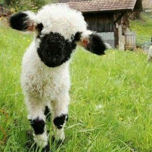 Meet your Posher, Dianne