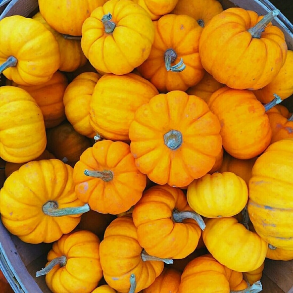 CYBER MONDAY SALE! EVERYTHING 20% OFF