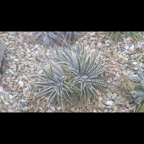 Meet your Posher, Lili - Picture 1 of 1