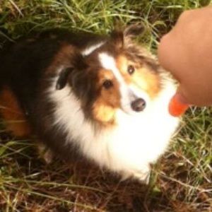 Meet your Posher, Maya