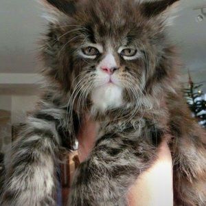 Meet your Posher, Martha