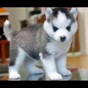 Meet your Posher, Patty