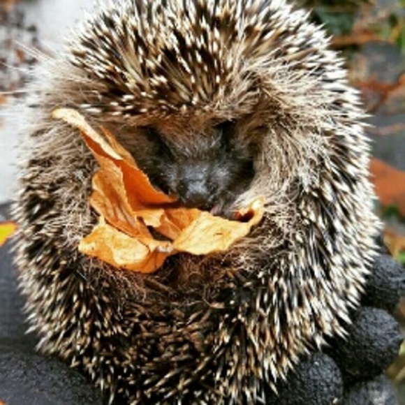 Meet your Posher, Nasrin