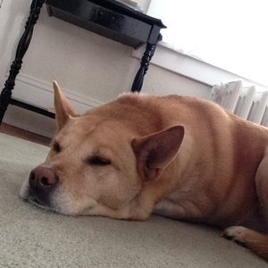 Meet your Posher, Sydney