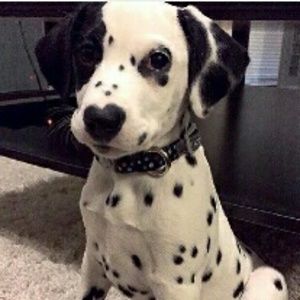 Meet your Posher, Vivian