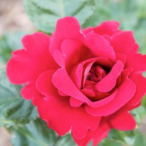 Meet your Posher, Sandy