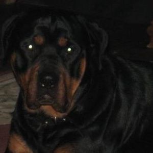 Meet your Posher, Brandi