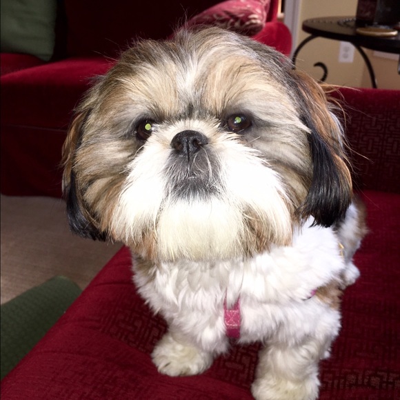 Meet your Posher, Golan