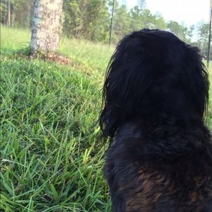 Meet your Posher, Piper