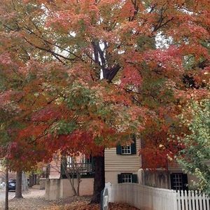 Meet your Posher, Mitzi