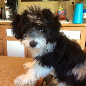 Meet your Posher, Veronica