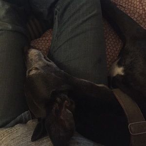 Meet your Posher, Torrey