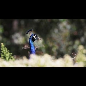 Meet your Posher, Jing