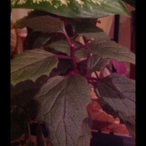 Meet your Posher, Cynthia