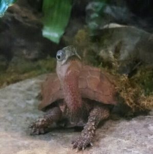 Meet your Posher, Kim