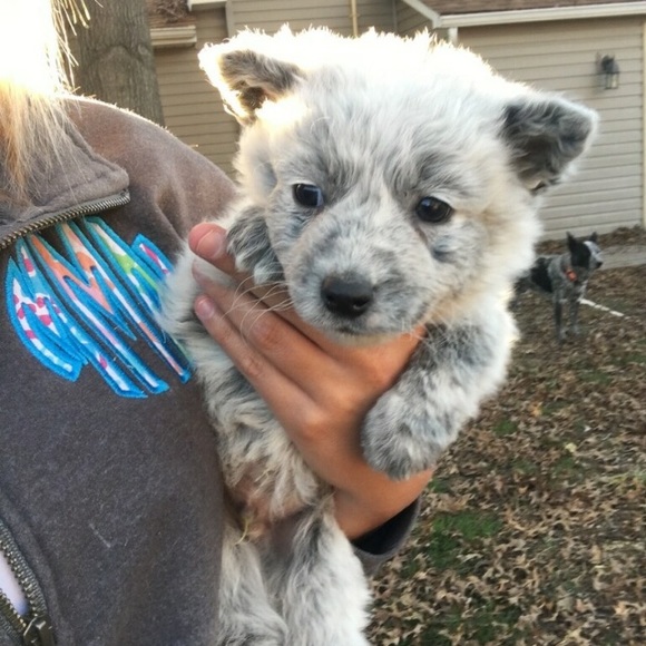 Meet your Posher, Royce - Picture 1 of 1