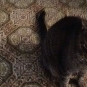 Meet your Posher, Eva