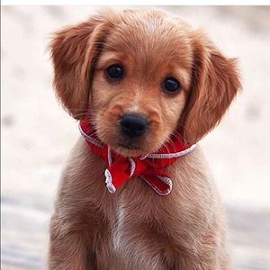 Meet your Posher, Kiana