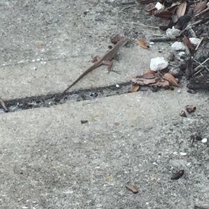 Meet your Posher, Hazel