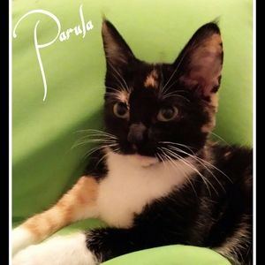 Meet your Posher, Misty