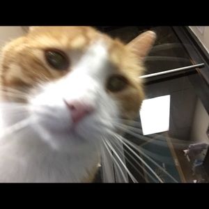 Meet your Posher, Bernie