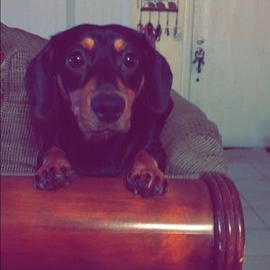 Meet your Posher, Ariel