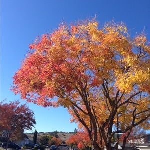 Meet your Posher, Ivy